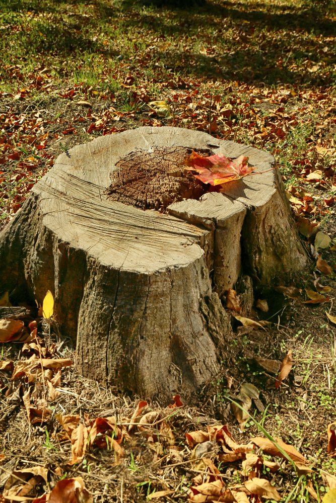 tree stump removal